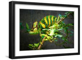 Veiled Chameleon-Gaschwald-Framed Photographic Print