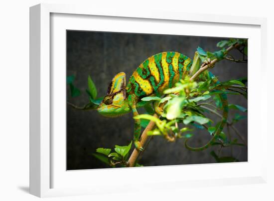 Veiled Chameleon-Gaschwald-Framed Photographic Print