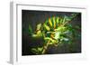 Veiled Chameleon-Gaschwald-Framed Photographic Print