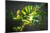 Veiled Chameleon-Gaschwald-Mounted Photographic Print