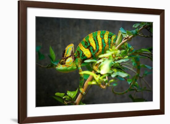 Veiled Chameleon-Gaschwald-Framed Photographic Print