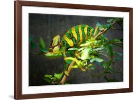 Veiled Chameleon-Gaschwald-Framed Photographic Print