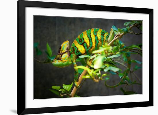 Veiled Chameleon-Gaschwald-Framed Photographic Print