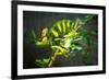 Veiled Chameleon-Gaschwald-Framed Photographic Print