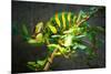 Veiled Chameleon-Gaschwald-Mounted Photographic Print