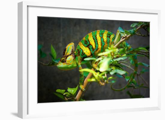 Veiled Chameleon-Gaschwald-Framed Photographic Print