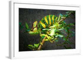 Veiled Chameleon-Gaschwald-Framed Photographic Print