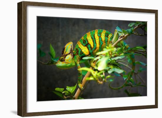 Veiled Chameleon-Gaschwald-Framed Photographic Print