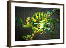 Veiled Chameleon-Gaschwald-Framed Photographic Print