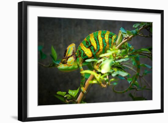 Veiled Chameleon-Gaschwald-Framed Photographic Print