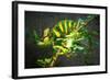 Veiled Chameleon-Gaschwald-Framed Photographic Print