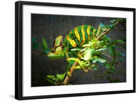 Veiled Chameleon-Gaschwald-Framed Photographic Print