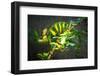 Veiled Chameleon-Gaschwald-Framed Photographic Print