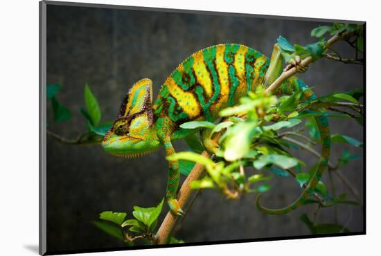 Veiled Chameleon-Gaschwald-Mounted Photographic Print