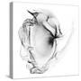 Veiled Illusions III-Kim Curinga-Stretched Canvas