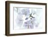 Veiled In Lilac-Jacob Berghoef-Framed Photographic Print