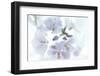 Veiled In Lilac-Jacob Berghoef-Framed Photographic Print