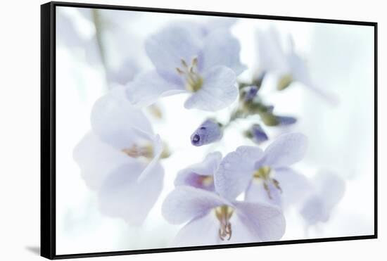 Veiled In Lilac-Jacob Berghoef-Framed Stretched Canvas