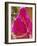 Veiled Woman, Jalor Region, Rajasthan, India-Bruno Morandi-Framed Photographic Print