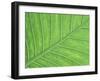 Vein Pattern in Elephant Ear Plant-Adam Jones-Framed Photographic Print