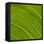 Vein Pattern on a Leaf-DLILLC-Framed Stretched Canvas