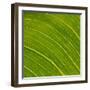 Vein Pattern on a Leaf-DLILLC-Framed Photographic Print