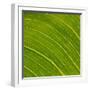 Vein Pattern on a Leaf-DLILLC-Framed Photographic Print