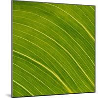 Vein Pattern on a Leaf-DLILLC-Mounted Photographic Print