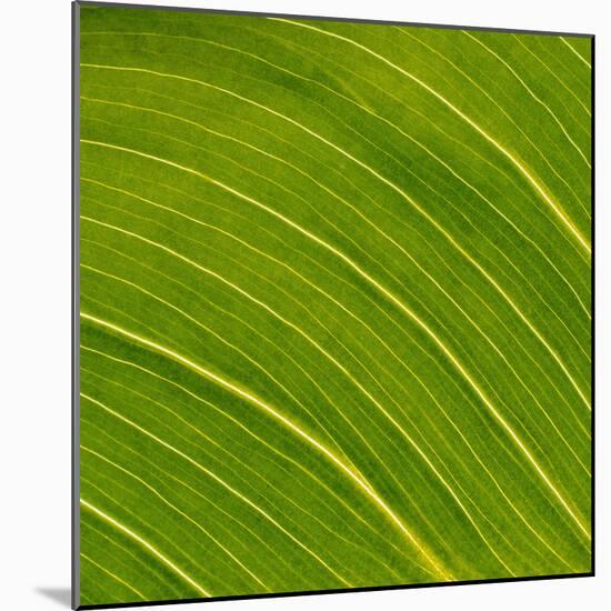 Vein Pattern on a Leaf-DLILLC-Mounted Photographic Print