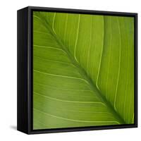 Vein Pattern on a Peace Lily Leaf-DLILLC-Framed Stretched Canvas