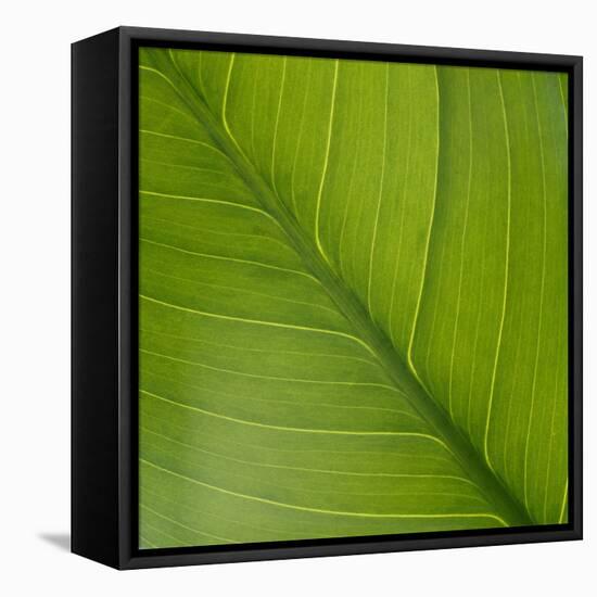 Vein Pattern on a Peace Lily Leaf-DLILLC-Framed Stretched Canvas