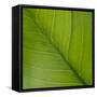 Vein Pattern on a Peace Lily Leaf-DLILLC-Framed Stretched Canvas