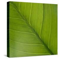 Vein Pattern on a Peace Lily Leaf-DLILLC-Stretched Canvas