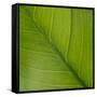 Vein Pattern on a Peace Lily Leaf-DLILLC-Framed Stretched Canvas