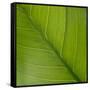 Vein Pattern on a Peace Lily Leaf-DLILLC-Framed Stretched Canvas