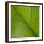 Vein Pattern on a Peace Lily Leaf-DLILLC-Framed Premium Photographic Print