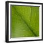 Vein Pattern on a Peace Lily Leaf-DLILLC-Framed Premium Photographic Print