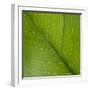 Vein Pattern on a Peace Lily Leaf-DLILLC-Framed Premium Photographic Print