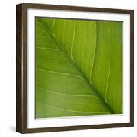 Vein Pattern on a Peace Lily Leaf-DLILLC-Framed Photographic Print