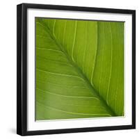 Vein Pattern on a Peace Lily Leaf-DLILLC-Framed Photographic Print