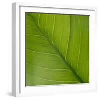 Vein Pattern on a Peace Lily Leaf-DLILLC-Framed Photographic Print