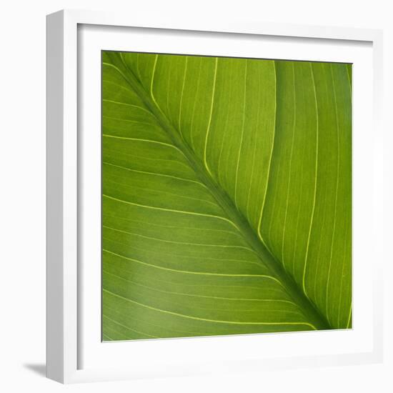 Vein Pattern on a Peace Lily Leaf-DLILLC-Framed Photographic Print