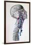 Veins and Arteries in the Head-Antoine Chazal-Framed Giclee Print