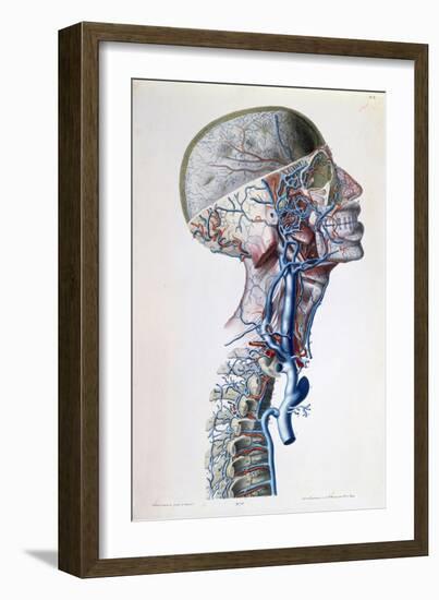 Veins and Arteries in the Head-Antoine Chazal-Framed Giclee Print