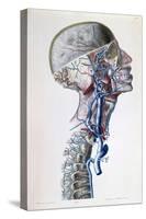 Veins and Arteries in the Head-Antoine Chazal-Stretched Canvas