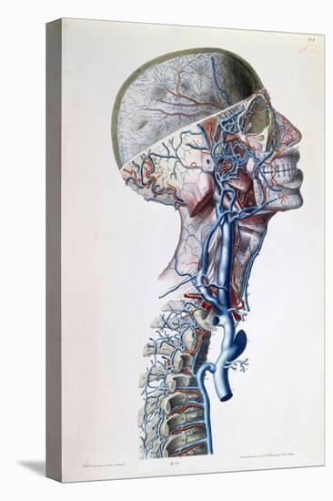 Veins and Arteries in the Head-Antoine Chazal-Stretched Canvas