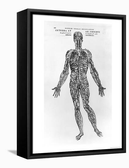 Veins and Arteries System-Andreas Vesalius-Framed Stretched Canvas