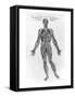 Veins and Arteries System-Andreas Vesalius-Framed Stretched Canvas