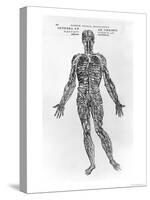 Veins and Arteries System-Andreas Vesalius-Stretched Canvas