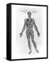 Veins and Arteries System-Andreas Vesalius-Framed Stretched Canvas